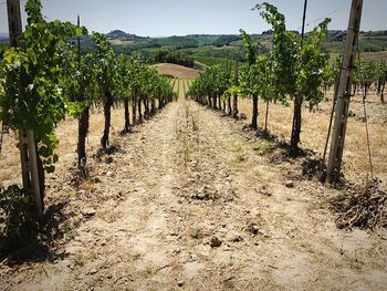 View of vineyard against sky