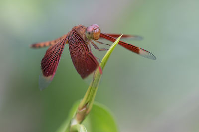 Close-up of insect on plant