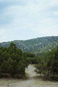 Scenic view of forest against sky
