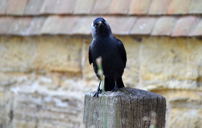 Close-up of bird perching on wall