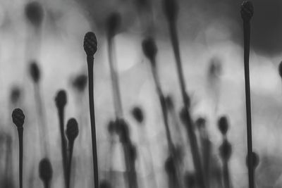 Close-up of buds at paul b johnson state park