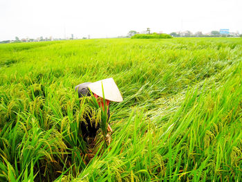 Scenic view of agricultural field against sky