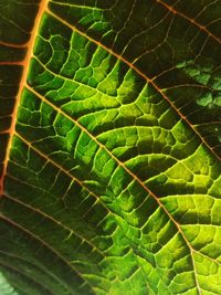 Close-up of green leaves