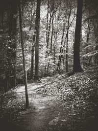 Trees in forest