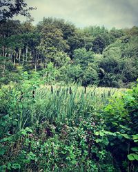 Plants growing in forest