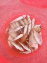 Directly above shot of fishes in bowl on table