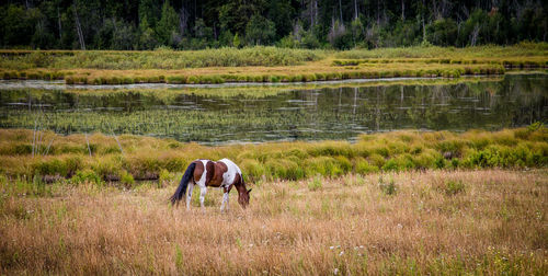 Horses grazing on field