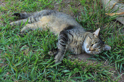 Cat relaxing on grassy field