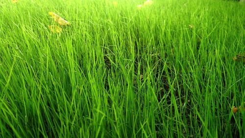 Close-up of crop in field