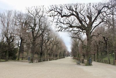 Empty road along bare trees in city