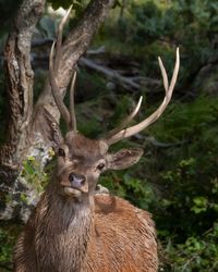 Close-up of deer in the forest