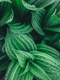 Full frame shot of wet plant