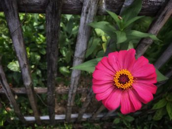 Close-up of pink flower