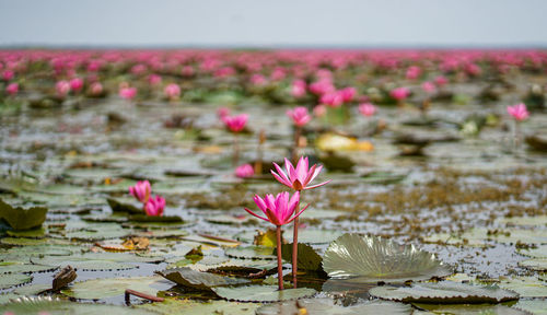 Close-up of pink water lily in lake