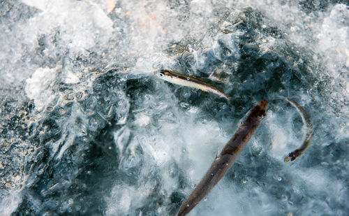 Close-up of fish in sea