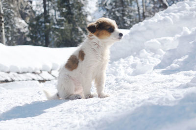 Dog on snow covered land