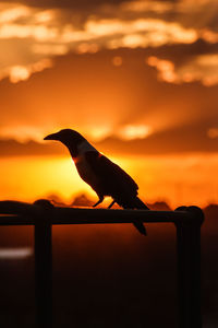 Silhouette bird against sky during sunset