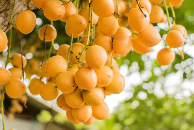 Low angle view of fruits on tree