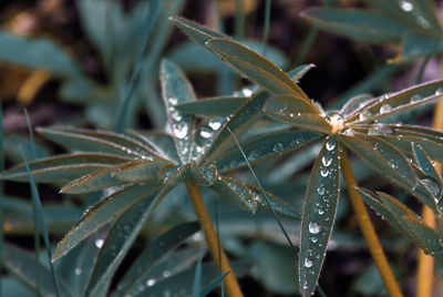 Close-up of wet plant during winter