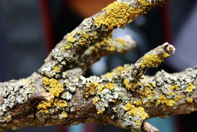 Close-up of lichen on rusty metal