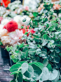 High angle view of potted plants