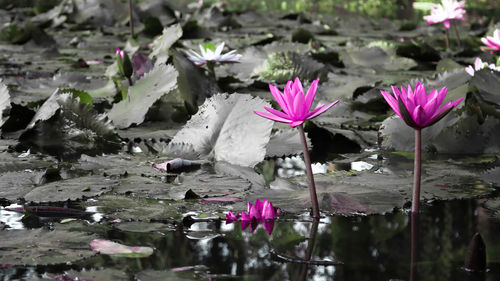 Lotus water lily in lake