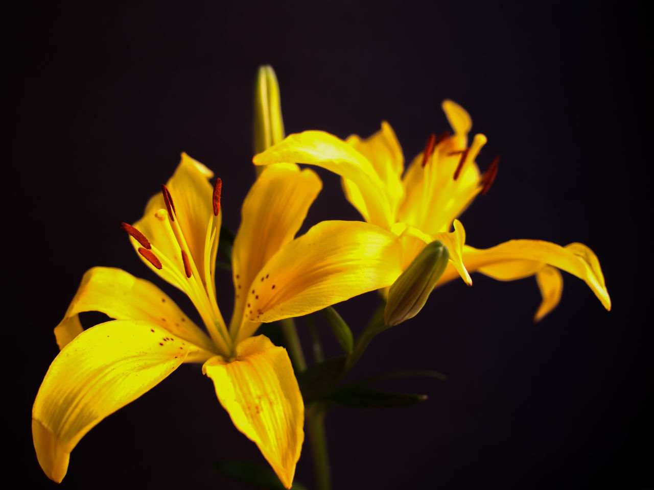 Yellow lillies