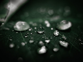 Close-up of water drops on leaves during rainy season