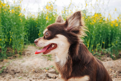 Close-up of dog sticking out tongue