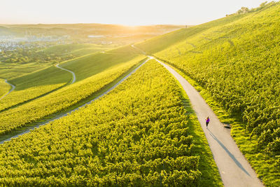 Active young woman jogging on footpath amidst vineyard on sunny day