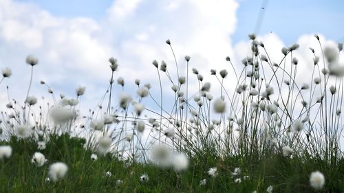 Close-up of white flowering plants on field against sky