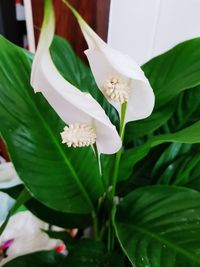 Close-up of white flowers blooming outdoors