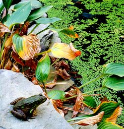 Close-up of leaves