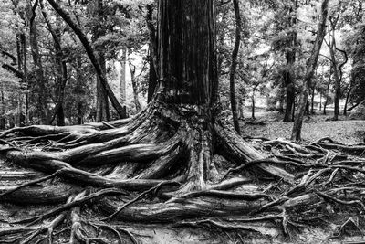 Trees in forest