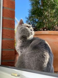 Close-up of a cat on the wall