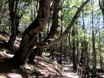 Trees in forest