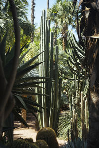 Plants growing on tree