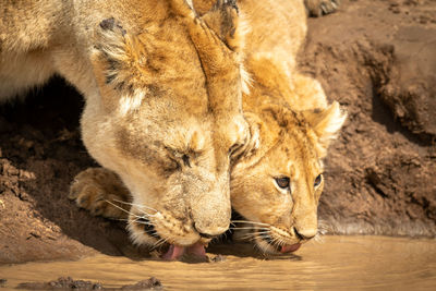 Close-up of lioness and cub drinking water
