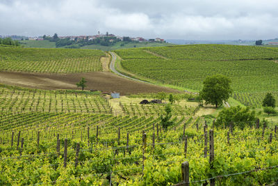 Scenic view of vineyard against sky