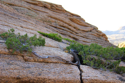 Creeping bonsai tree on a volcanic layered stone in the bektau-ata tract