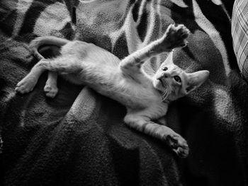 High angle view of cat relaxing on bed at home