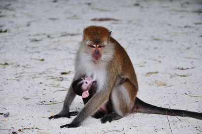 Monkey with infant on field