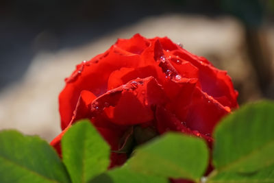 Close-up of red rose plant