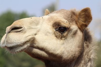 Close-up of a horse