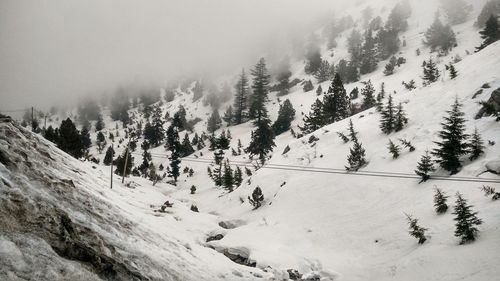 Panoramic shot of trees on snow covered landscape