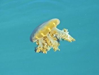 Close-up of jellyfish against blue background