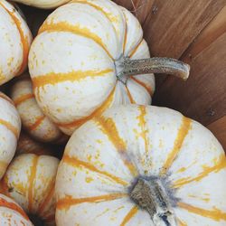 Close-up of pumpkins at market