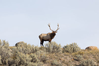 Male elk in yellowstone national park looking over his harem during rutting season