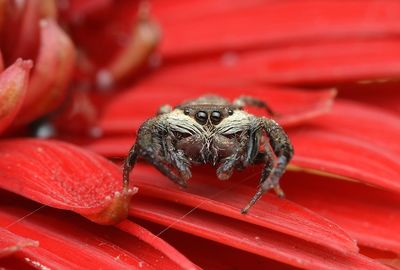 Close-up of spider on red leaf