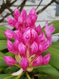 Close-up of pink flowering plant